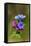 Unspotted Lungwort Flowering Wild Plant-Andrey Zvoznikov-Framed Stretched Canvas