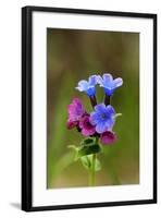 Unspotted Lungwort Flowering Wild Plant-Andrey Zvoznikov-Framed Photographic Print