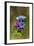 Unspotted Lungwort Flowering Wild Plant-Andrey Zvoznikov-Framed Photographic Print