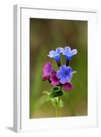 Unspotted Lungwort Flowering Wild Plant-Andrey Zvoznikov-Framed Photographic Print