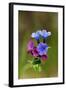 Unspotted Lungwort Flowering Wild Plant-Andrey Zvoznikov-Framed Photographic Print