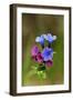 Unspotted Lungwort Flowering Wild Plant-Andrey Zvoznikov-Framed Photographic Print