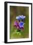 Unspotted Lungwort Flowering Wild Plant-Andrey Zvoznikov-Framed Photographic Print