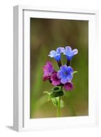 Unspotted Lungwort Flowering Wild Plant-Andrey Zvoznikov-Framed Photographic Print