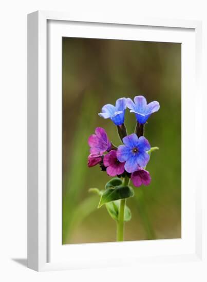 Unspotted Lungwort Flowering Wild Plant-Andrey Zvoznikov-Framed Photographic Print