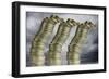 Unstable Economy, Conceptual Image-Victor De Schwanberg-Framed Premium Photographic Print