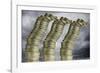 Unstable Economy, Conceptual Image-Victor De Schwanberg-Framed Photographic Print