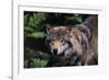 Untamed-Staffan Widstrand-Framed Giclee Print