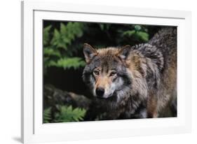 Untamed-Staffan Widstrand-Framed Giclee Print