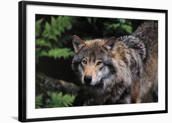 Untamed-Staffan Widstrand-Framed Giclee Print