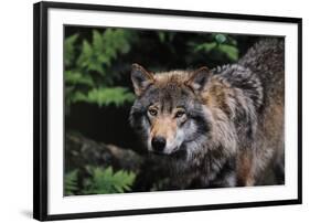 Untamed-Staffan Widstrand-Framed Giclee Print