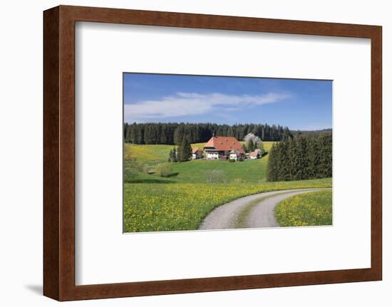 Unterfallengrundhof in the spring, Gütenbach, Black Forest, Baden-Wurttemberg, Germany-Markus Lange-Framed Photographic Print