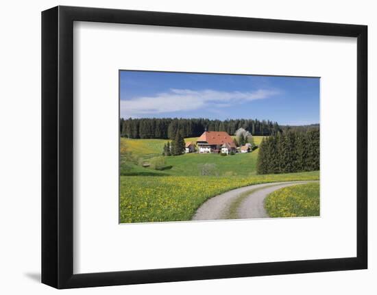 Unterfallengrundhof in the spring, Gütenbach, Black Forest, Baden-Wurttemberg, Germany-Markus Lange-Framed Photographic Print