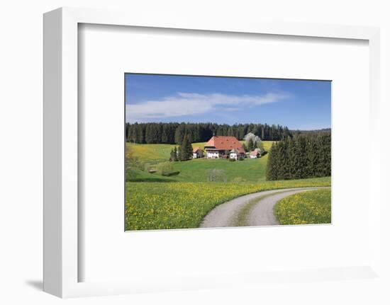 Unterfallengrundhof in the spring, Gütenbach, Black Forest, Baden-Wurttemberg, Germany-Markus Lange-Framed Photographic Print