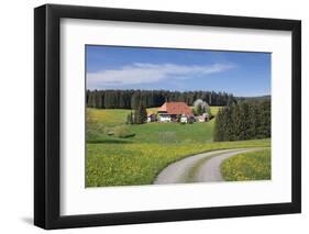 Unterfallengrundhof in the spring, Gütenbach, Black Forest, Baden-Wurttemberg, Germany-Markus Lange-Framed Photographic Print