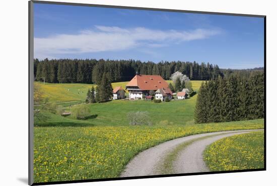 Unterfallengrundhof in the spring, Gütenbach, Black Forest, Baden-Wurttemberg, Germany-Markus Lange-Mounted Photographic Print