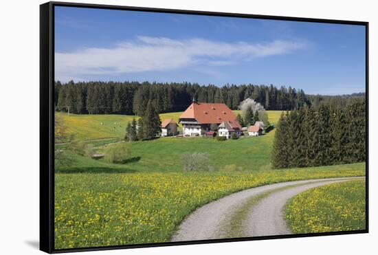 Unterfallengrundhof in the spring, Gütenbach, Black Forest, Baden-Wurttemberg, Germany-Markus Lange-Framed Stretched Canvas