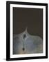 untitled 22-Arun Bose-Framed Collectable Print