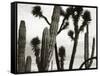 Untitled (Cactus and Joshua Trees, Mexico), c. 1967-1969 (b/w photo)-Brett Weston-Framed Stretched Canvas