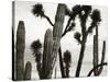 Untitled (Cactus and Joshua Trees, Mexico), c. 1967-1969 (b/w photo)-Brett Weston-Stretched Canvas