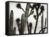 Untitled (Cactus and Joshua Trees, Mexico), c. 1967-1969 (b/w photo)-Brett Weston-Framed Stretched Canvas