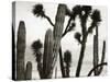 Untitled (Cactus and Joshua Trees, Mexico), c. 1967-1969 (b/w photo)-Brett Weston-Stretched Canvas