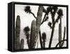 Untitled (Cactus and Joshua Trees, Mexico), c. 1967-1969 (b/w photo)-Brett Weston-Framed Stretched Canvas