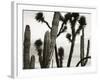 Untitled (Cactus and Joshua Trees, Mexico), c. 1967-1969 (b/w photo)-Brett Weston-Framed Photographic Print