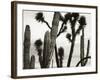 Untitled (Cactus and Joshua Trees, Mexico), c. 1967-1969 (b/w photo)-Brett Weston-Framed Photographic Print