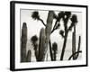 Untitled (Cactus and Joshua Trees, Mexico), c. 1967-1969 (b/w photo)-Brett Weston-Framed Photographic Print