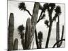Untitled (Cactus and Joshua Trees, Mexico), c. 1967-1969 (b/w photo)-Brett Weston-Mounted Photographic Print