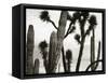 Untitled (Cactus and Joshua Trees, Mexico), c. 1967-1969 (b/w photo)-Brett Weston-Framed Stretched Canvas