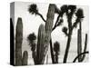 Untitled (Cactus and Joshua Trees, Mexico), c. 1967-1969 (b/w photo)-Brett Weston-Stretched Canvas