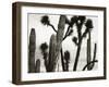 Untitled (Cactus and Joshua Trees, Mexico), c. 1967-1969 (b/w photo)-Brett Weston-Framed Photographic Print