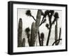 Untitled (Cactus and Joshua Trees, Mexico), c. 1967-1969 (b/w photo)-Brett Weston-Framed Photographic Print
