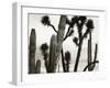 Untitled (Cactus and Joshua Trees, Mexico), c. 1967-1969 (b/w photo)-Brett Weston-Framed Photographic Print