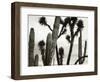 Untitled (Cactus and Joshua Trees, Mexico), c. 1967-1969 (b/w photo)-Brett Weston-Framed Photographic Print