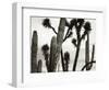 Untitled (Cactus and Joshua Trees, Mexico), c. 1967-1969 (b/w photo)-Brett Weston-Framed Photographic Print