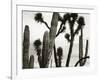 Untitled (Cactus and Joshua Trees, Mexico), c. 1967-1969 (b/w photo)-Brett Weston-Framed Photographic Print