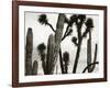 Untitled (Cactus and Joshua Trees, Mexico), c. 1967-1969 (b/w photo)-Brett Weston-Framed Photographic Print