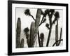 Untitled (Cactus and Joshua Trees, Mexico), c. 1967-1969 (b/w photo)-Brett Weston-Framed Photographic Print