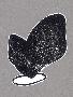 Laminate