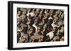 Untitled, from the Series 'Advance Empire Trade'-Harold Sandys Williamson-Framed Giclee Print