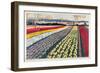 Untitled, from the Series 'Home Bulbs for Home Gardens'-A.A. Moores-Framed Giclee Print