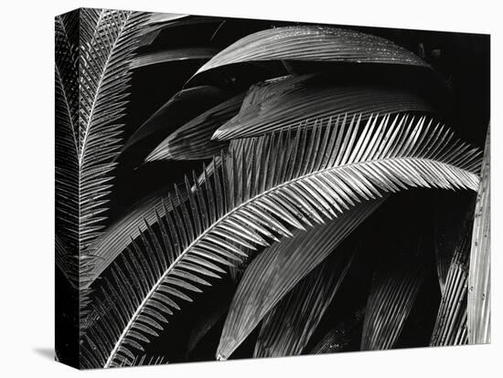 Untitled (Plants, Palms, Bronx Botanical Garden, New York), 1944 (gelatin silver print)-Brett Weston-Stretched Canvas