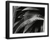 Untitled (Plants, Palms, Bronx Botanical Garden, New York), 1944 (gelatin silver print)-Brett Weston-Framed Photographic Print