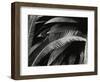 Untitled (Plants, Palms, Bronx Botanical Garden, New York), 1944 (gelatin silver print)-Brett Weston-Framed Photographic Print