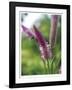 Untitled Purple-John Gynell-Framed Giclee Print