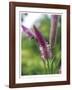 Untitled Purple-John Gynell-Framed Giclee Print