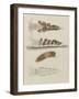 Untitled: Seaslug-Philip Henry Gosse-Framed Giclee Print